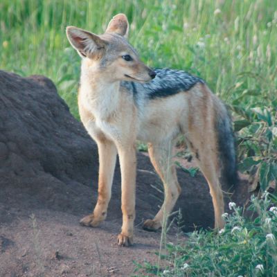 Jakhals Serengeti