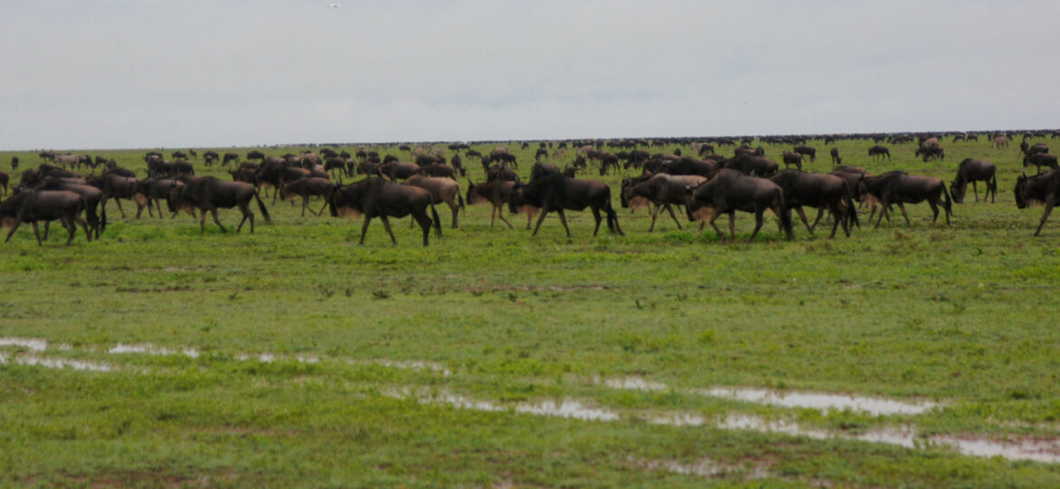 Serengeti National Park