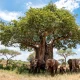 Baobab boom in Tarangire National Park