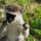 Tarangire National Park groene meerkat