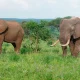 Olifant Tarangire National Park