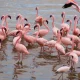 Arusha National Park flamingo's