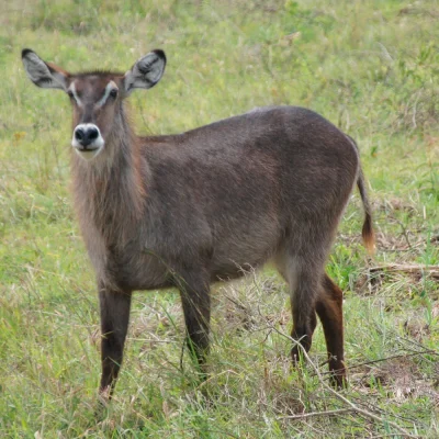 Arusha National Park waterbok