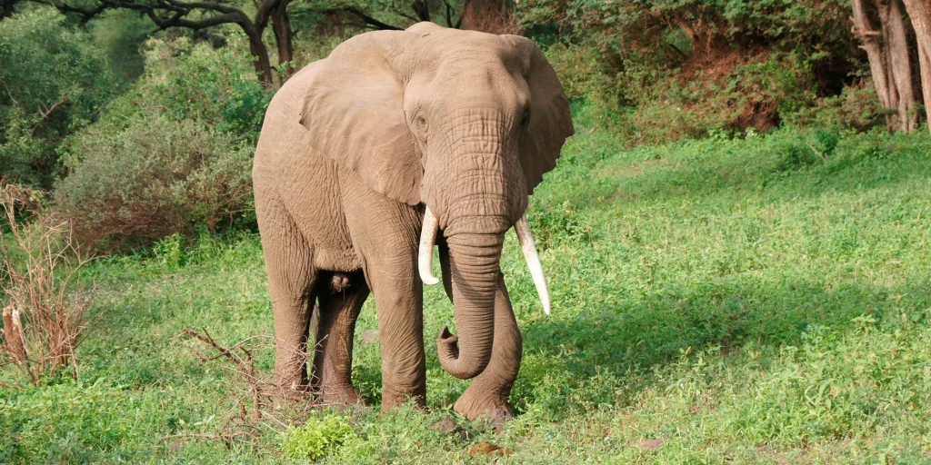 Lake Manyara National Park
