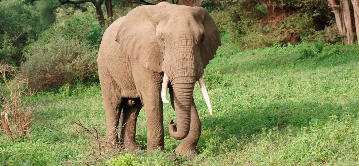 Lake Manyara National Park