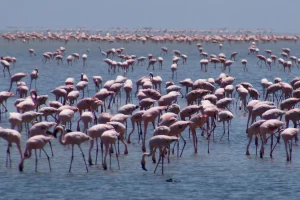 Lake-Natron-flamingos-2 Flamingo's Lake Natron