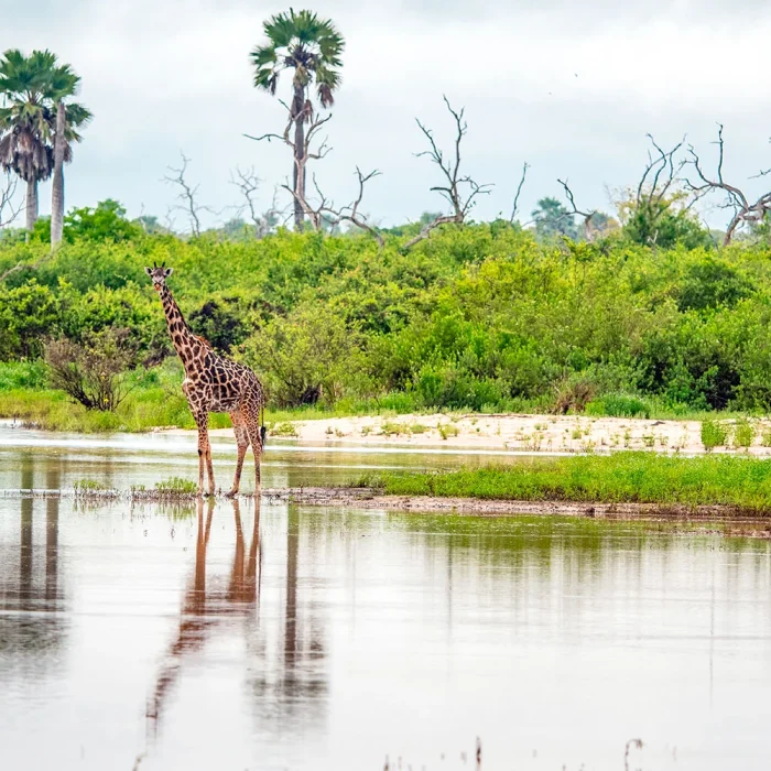 Selous game reserve