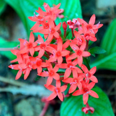 Udzungwa Mountains National Park