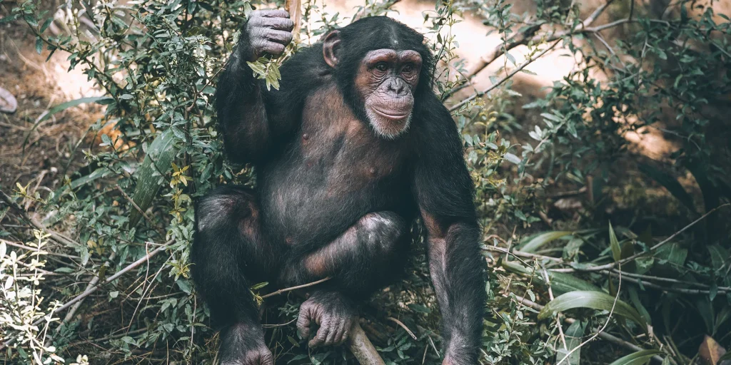 Mahale Mountains National Park, home of the chimpansee