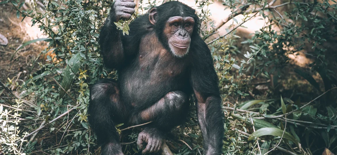 Mahale Mountains National Park, home of the chimpansee