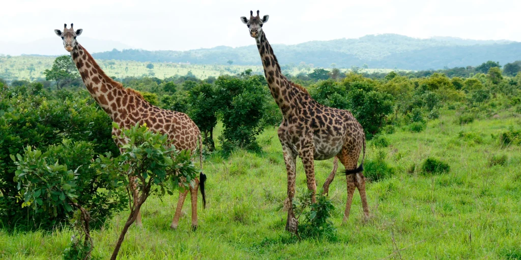 Mikumi National Park