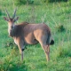 Elandantilope in Mikumi National Park