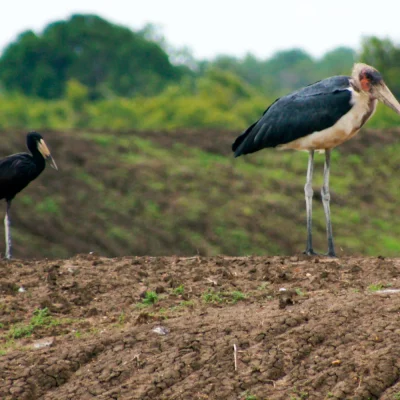 Maribu Mikumi National Park