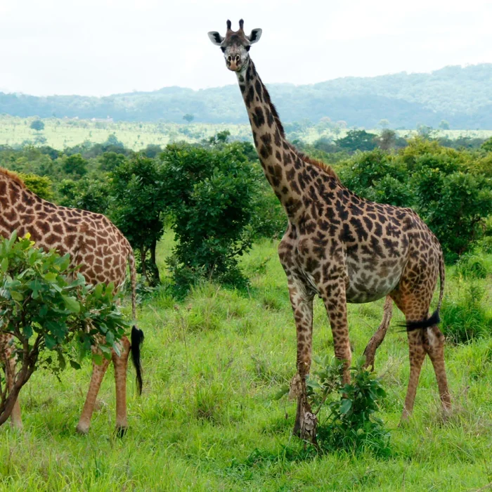 Mikumi National Park