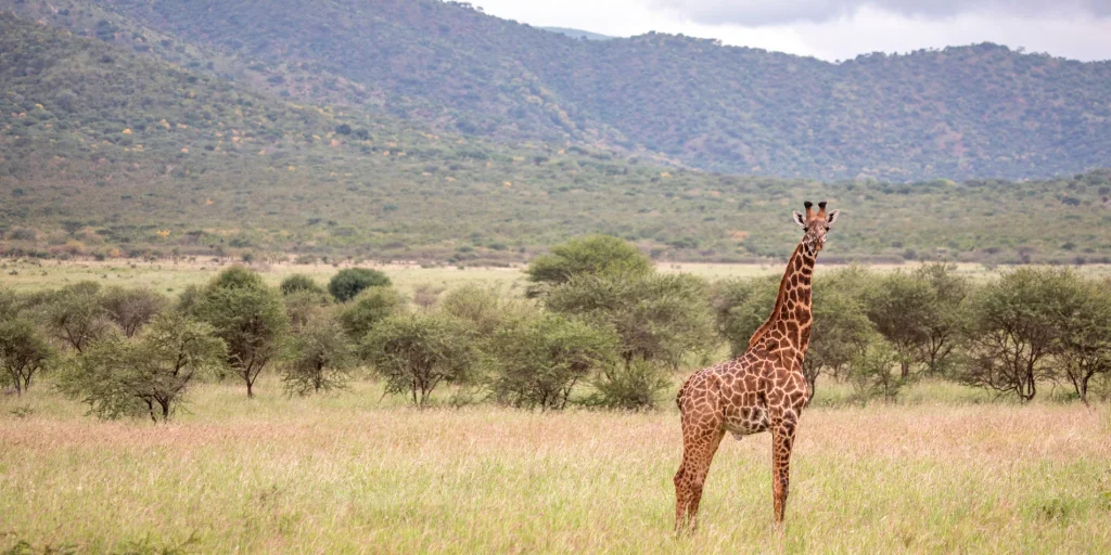 Mkomazi National Park