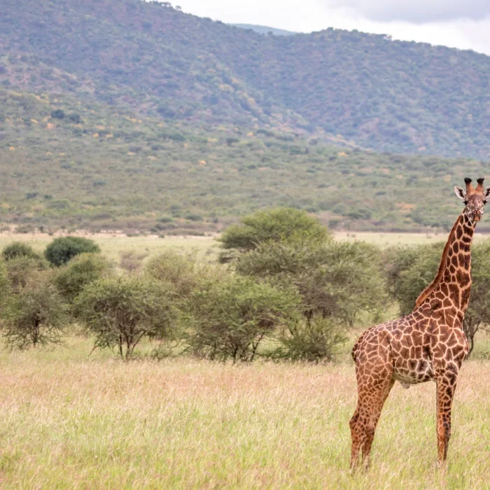 Mkomazi National Park