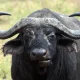 Buffel in Ndutu Region