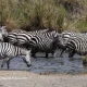 Ndutu zebra's