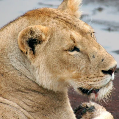 Ngorongoro Conservation Area