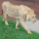 Ngorongoro leeuw