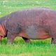 Ngorongoro Conservation Area nijlpaard