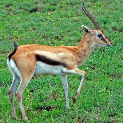 Ngorongorokrater