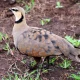 Ngorongoro vogel