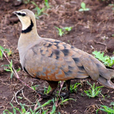 Ngorongoro vogel