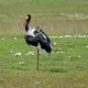 Ngorongoro zadelbek ooievaar
