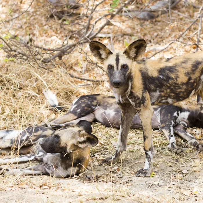 Afrikaanse wilde hond in Nyerere National Park