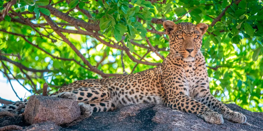 Ruaha National Park