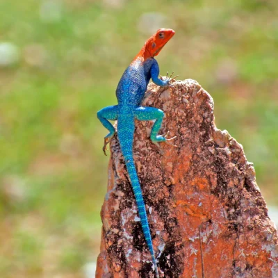 Hagedis in Ruaha National Park