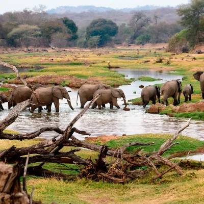 Olifanten in Ruaha National Park