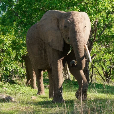 Olifant in Ruaha National Park