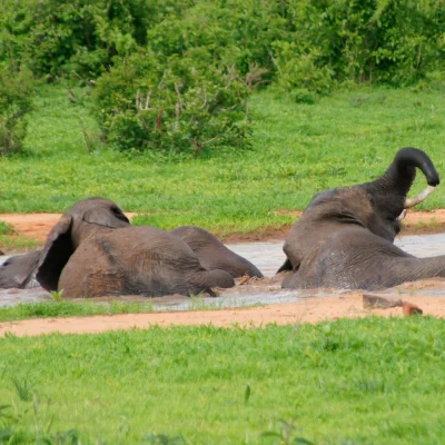 Olifanten in Ruaha National Park