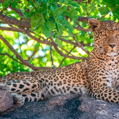 Ruaha National Park