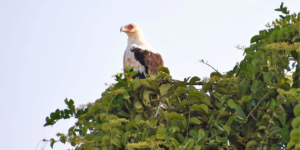 Saadani National Park