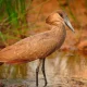Hamerkop in Saadani National Park