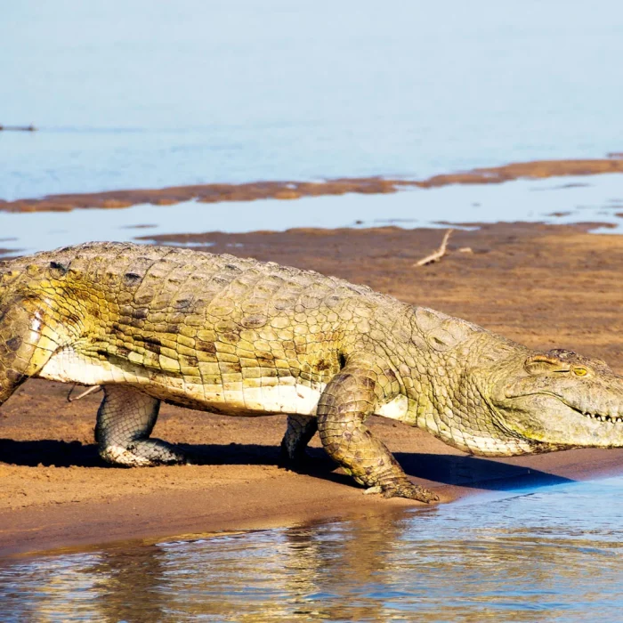 Krokodil Selous Game Reserve