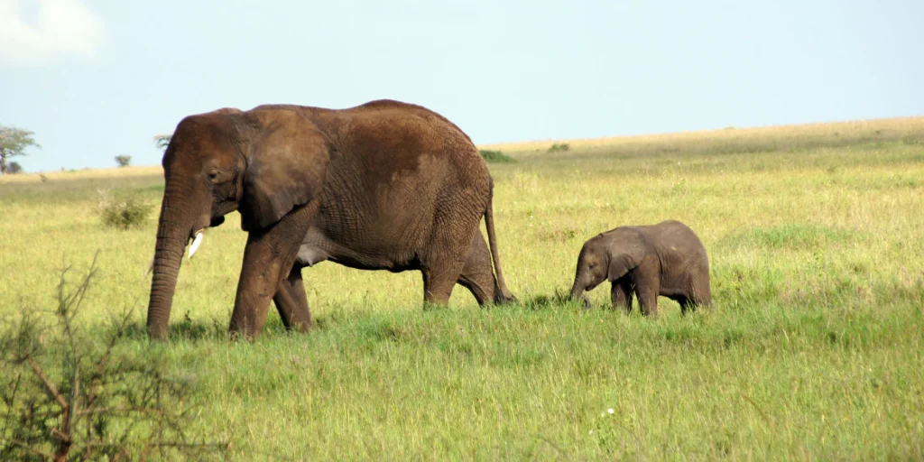 Veiligheid Tanzania