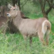 Waterbok in Tarangire National Park