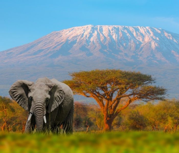 De berg en de olifant – Amboseli