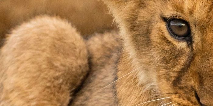 Rondreizen Tanzania 18-32 jaar