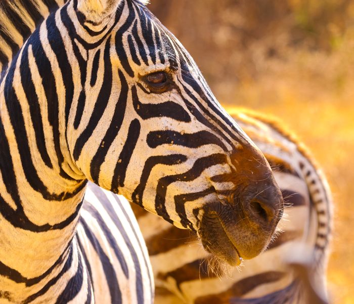 Groepsrondreis Kenia, Tanzania en Zanzibar hotel/lodge