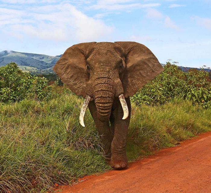 13 daagse safari het beste van Tanzania & Zanzibar